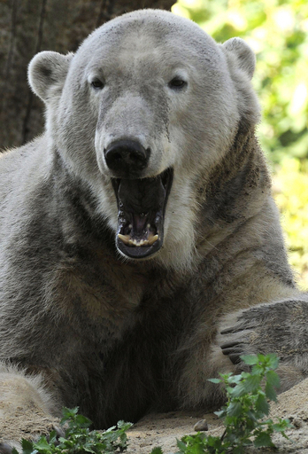 クヌート、もうすぐガールフレンド候補とご対面