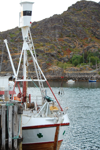 ノルウェーで捕獲のクジラ、大半が妊娠中 ドキュメンタリーで発覚