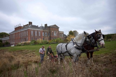 英ケンジントン宮殿の草刈りは馬にお任せ 持続可能な伝統手法