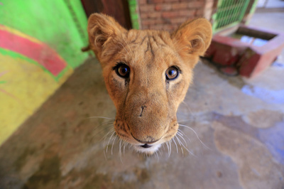 内戦下のイエメン、動物園の生き物たちも苦闘 餓死したライオンも