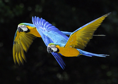 色鮮やかなオウム、マドリードの動物園
