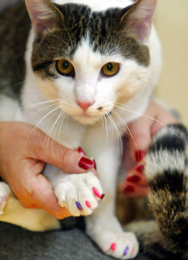 ネコにクレジットカード発行、限度額は40万円 - オーストラリア