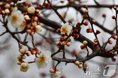 韓国各地の春花祭り、今年も「花のない春祭り」？…開花遅延で日程調整に苦慮