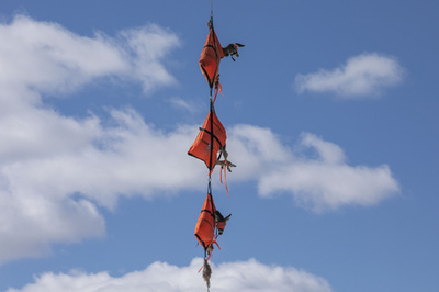 【今日の1枚】つられちゃった…ミュールジカの大冒険