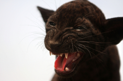 小さくても強面、ペルーの黒ジャガーの赤ちゃん