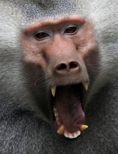 ジンバブエの国境検問所で大暴れ、旅行者を恐怖に陥れるギャングたち