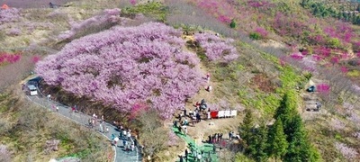 中国福建省の頼坊桜園で30万本の桜が見ごろ