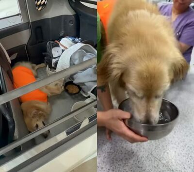 韓国・車の後部スペースで5年間のゴールデンレトリバー、保護…飼い主は所有権放棄