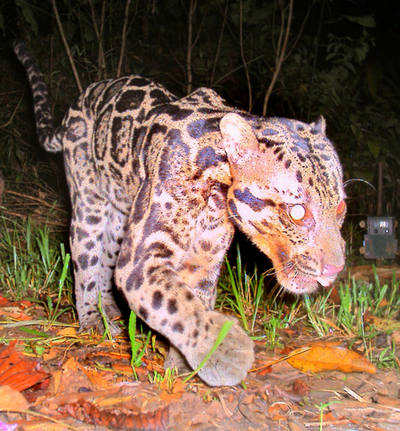 ウンピョウに亜種、研究で確認 ボルネオ島とスマトラ島