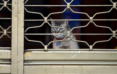 飼い主がアパート立ち退き、猫110匹すみか失う スペイン