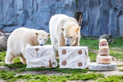 氷のケーキでお祝い、1歳になった独動物園のホッキョクグマ