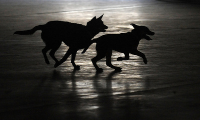 仏ドッグレース会場に「毒入り肉団子」か、3匹死ぬ