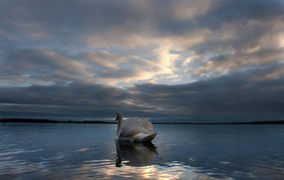 ハクチョウ泳ぐバルト海の入り江、ドイツ