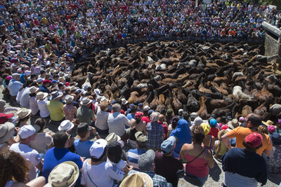 野生馬と怖いもの知らずがぶつかり合う「野獣の毛刈り」、スペイン