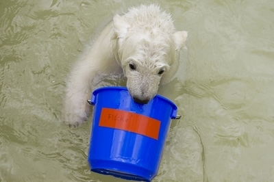 ホッキョクグマのフロッケ、青いバケツと格闘中？