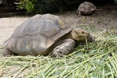 旧石器時代の人類、カメを調理していた イスラエルで化石発見