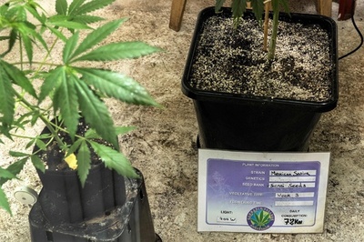 オランダ下院、大麻栽培の全面合法化法案を可決