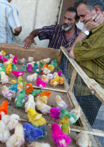 毎週金曜開催、バグダッドの動物市場