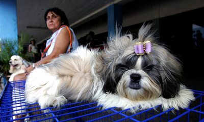イヌにかまれて感染症に、カナダ女性が腕と両足失う