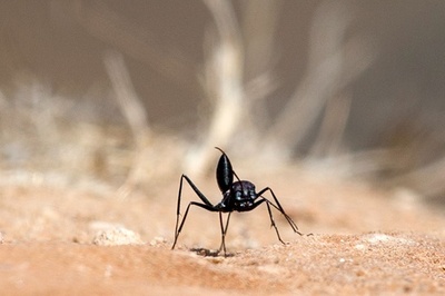 アリは人間のための「製薬工場」になるか？ 研究