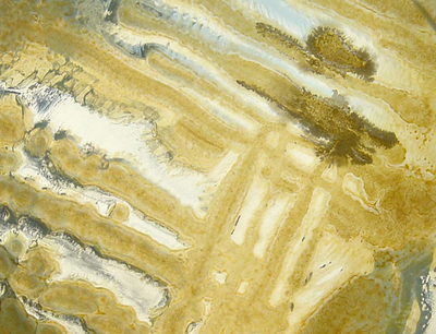 日本人がノリを消化できる理由を発見、仏研究