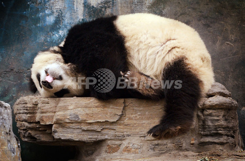 ムニャムニャもう食べられないよ 北京動物園のパンダ 写真10枚 ファッション ニュースならmode Press Powered By Afpbb News