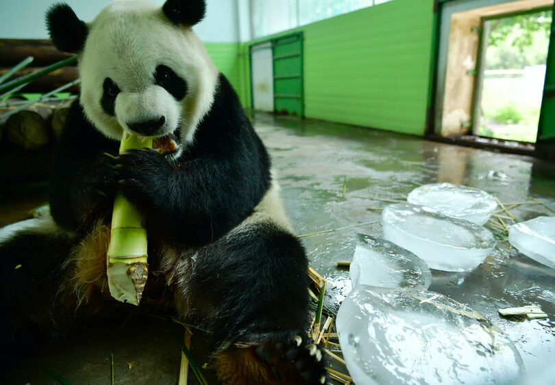 動物たちの暑さ対策 河北石家荘動物園