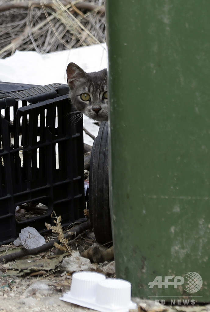 ごみ捨て場に新生児、野良猫の餌やりに来た女性が偶然発見 ギリシャ