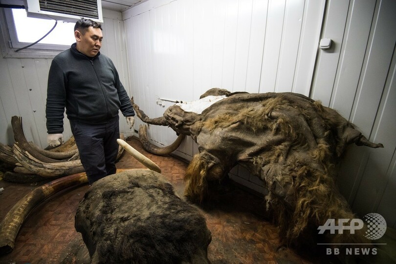 永久凍土の「ゴールドラッシュ」、マンモスの牙が中国で人気 ロシア・サハ共和国