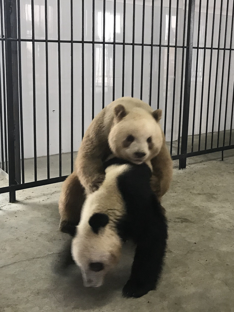 世界唯一の茶色パンダ「七仔」、初の自然交配成功