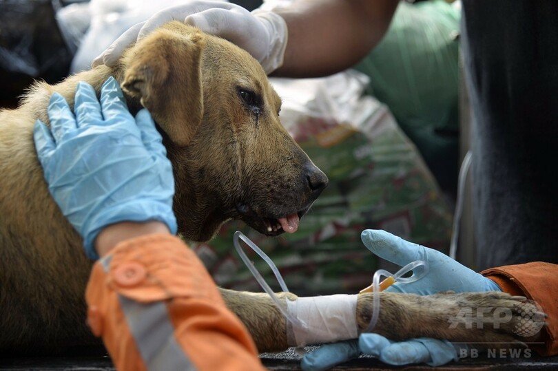 地滑り2日後、がれきから犬救出 コロンビア