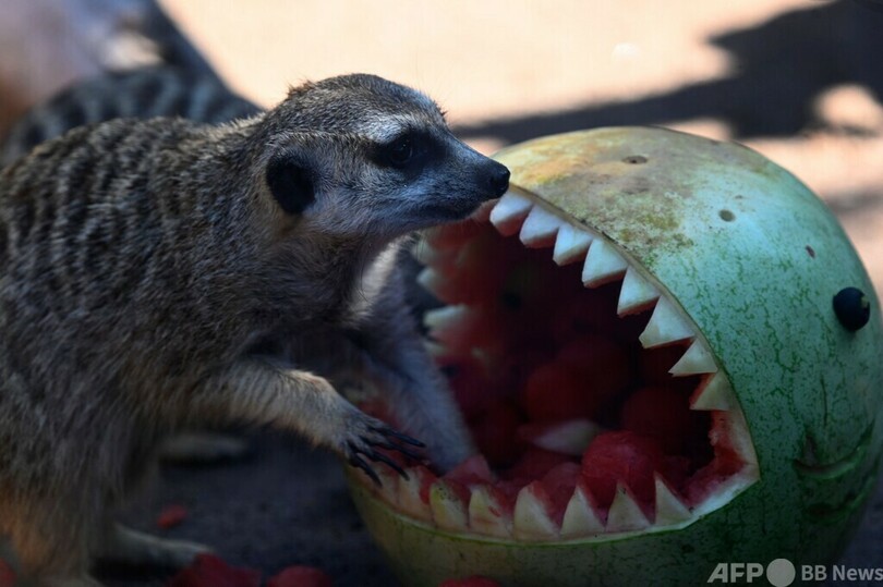  食べられる側はどっち？ 動物にハロウィーンの贈り物 グアテマラ