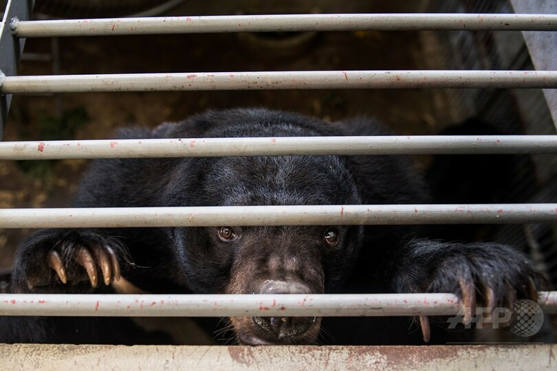 ベトナム、胆汁目的で飼育されたクマ1000頭超を救出へ 写真9枚 国際 