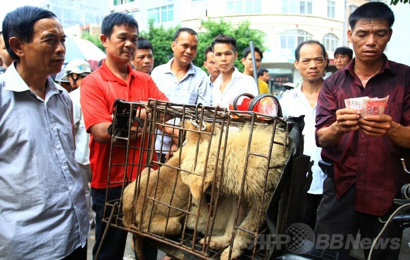 中国「犬肉祭」に抗議、地元住民反発で取引量増も