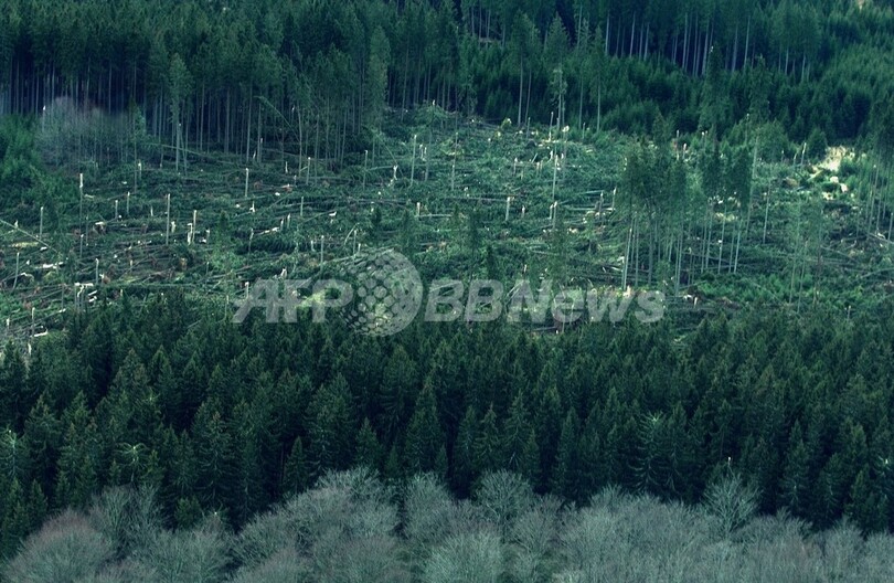 スウェーデンで世界最古の木発見、樹齢約1万年