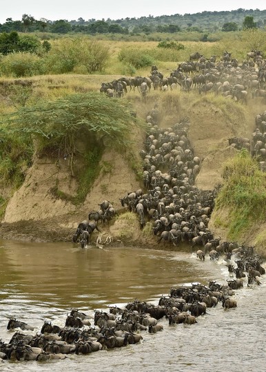 ヌーが川を渡り大移動 ケニアのマサイマラ国立保護区 写真25枚 国際ニュース Afpbb News