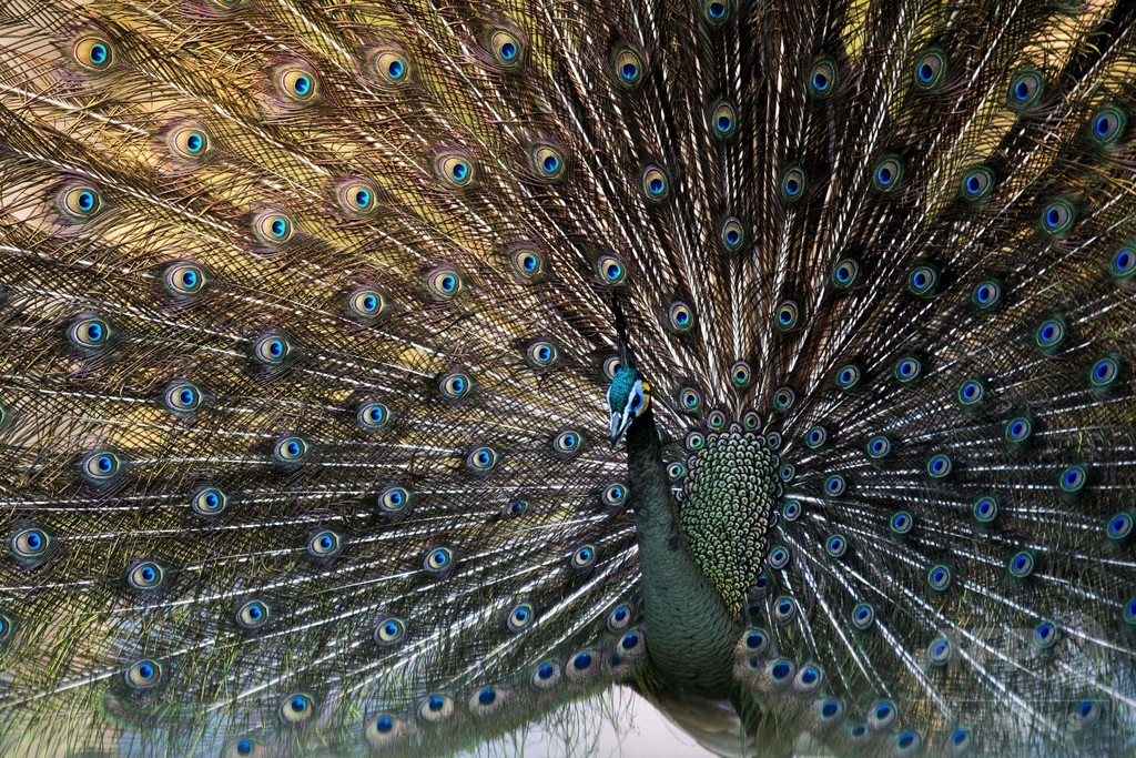 繁殖への過剰な努力、種の絶滅を後押しする恐れ 米研究 繁殖への過剰な努力、種の絶滅を後押しする恐れ 米研究