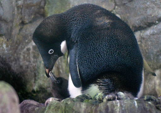 愛情いっぱい、仲良しペンギン親子 大阪・海遊館 写真6枚 国際ニュース