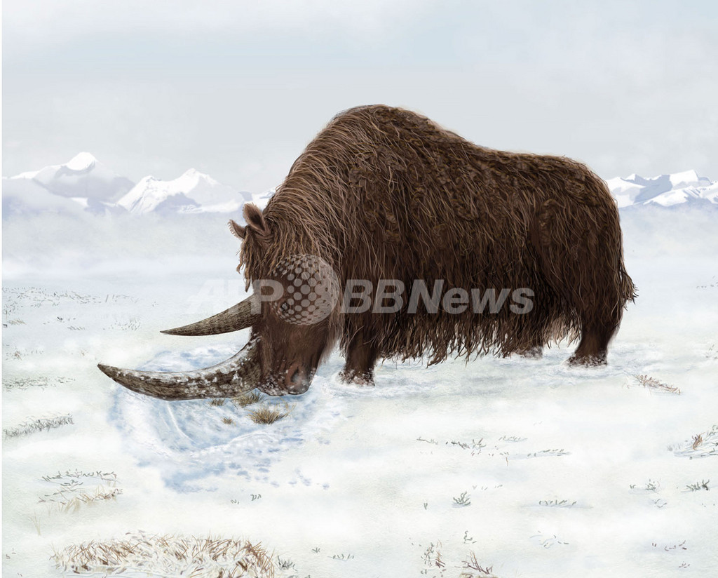 大型草食動物は氷河時代より前に高地で進化、サイエンス誌 大型草食動物は氷河時代より前に高地で進化、サイエンス誌