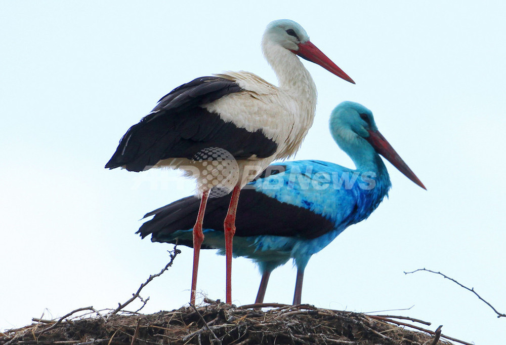 幸せの青い鳥」！？ドイツで全身真っ青のコウノトリが話題に 写真8枚 国際ニュース：AFPBB News