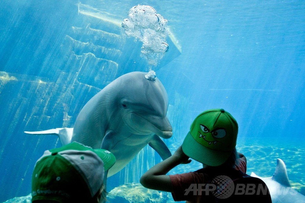 お互いに興味津々？水族館のイルカと子ども ドイツ 写真3枚 国際