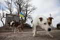 ウクライナ南東部マリウポリの郊外のサルタナ村付近で、政府軍の検問所の周りを歩くイヌたち（2016年2月29日撮影）。(c)AFP/ALEKSEY FILIPPOV