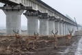 ケニアのナイロビ国立公園内で建設が進められている高架鉄道とすぐそばを歩くインパラ（2018年11月21日撮影）。(c)Photo by Yasuyoshi CHIBA / AFP