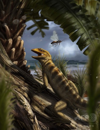 伊アルプスの化石、最古のトカゲ祖先と判明 写真1枚 国際ニュース