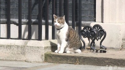 動画 英首相官邸の主は吾輩ニャン ラリー政権 10年 写真1枚 国際ニュース Afpbb News 動画 英首相官邸の主は吾輩ニャン ラリー政権 10年 写真1枚 国際ニュース Afpbb News