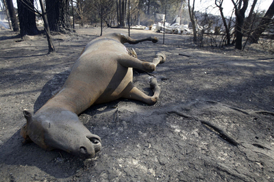 忘れられた犠牲者・動物たち、オーストラリア山火事