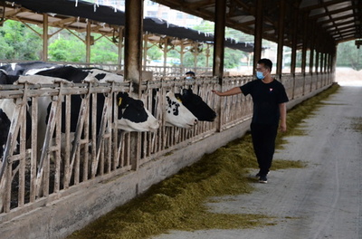 中国で牛乳業界が苦戦 コスト高と需要低迷のダブルパンチ