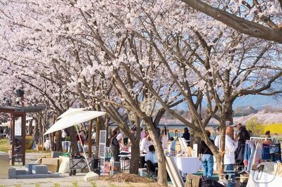 韓国・求礼郡に観光客100万人…人口の42倍が来訪