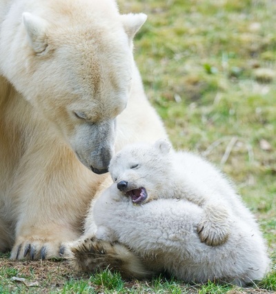 ホッキョクグマの双子の赤ちゃん公開中、独ミュンヘンの動物園