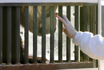 米国生まれのパンダ2頭、「故郷」の中国へ
